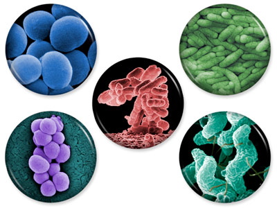 5 bacteria magnets set #3 microbe germ science lab geek micro